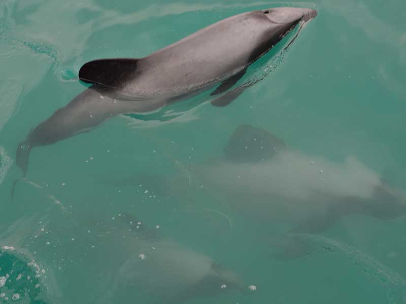Hector's dolphins in NZ