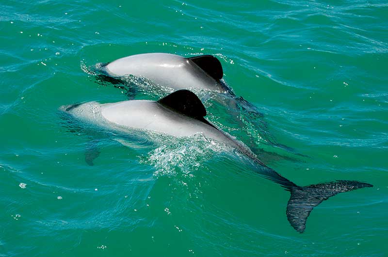 Saving Hector and Maui dolphins