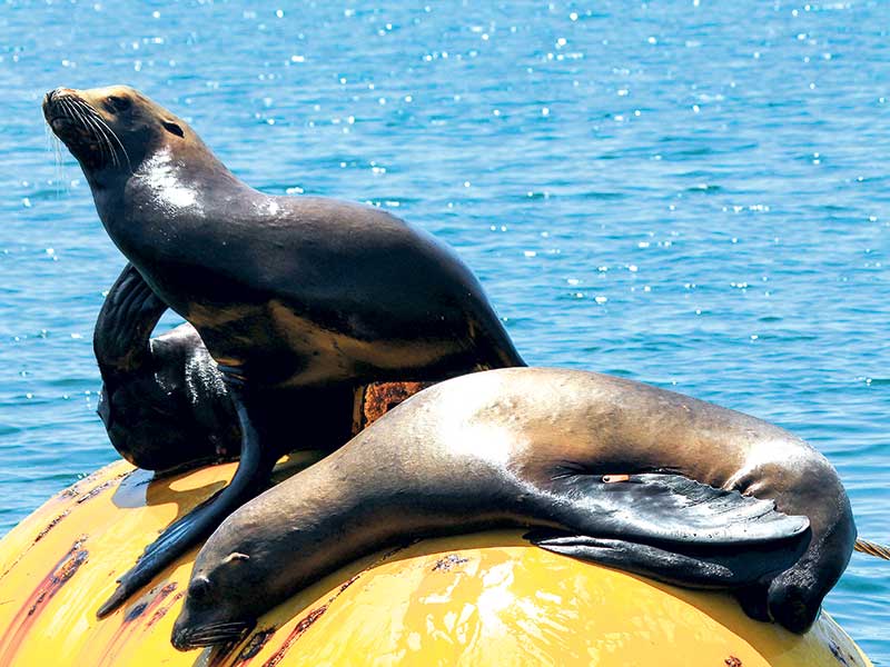Changes to sea lion protections in Auckland Islands