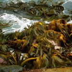Pilot project aims to establish seaweed farming sector