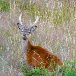 Hunting basics: understanding deer senses